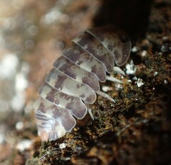 Armadillidae
