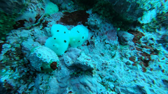 Diaulula sandiegensis
