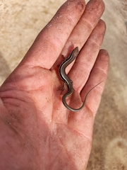 Ctenotus labillardieri