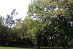Crateva unilocularis