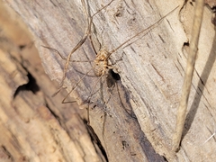 Phalangium opilio