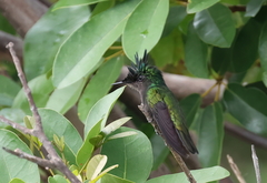 Orthorhyncus cristatus