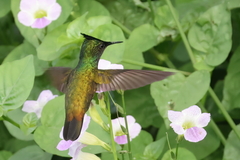 Orthorhyncus cristatus