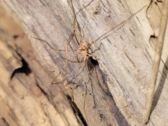 Phalangium opilio