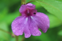 Impatiens balsamina
