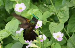 Orthorhyncus cristatus