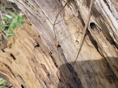 Phalangium opilio