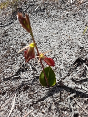 Cryptostylis ovata