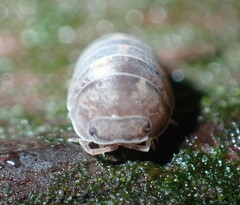 Armadillidae