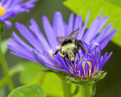 Bombus vosnesenskii