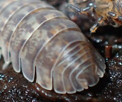 Armadillidae
