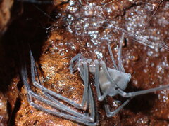 Hickmania troglodytes