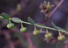 Phyllanthus carpentariae