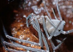 Hickmania troglodytes