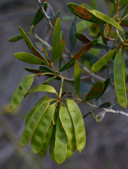 Acacia melleodora