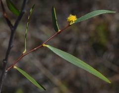 Acacia multisiliqua
