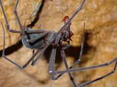 Hickmania troglodytes