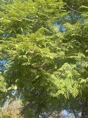 Koelreuteria bipinnata