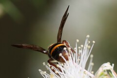 Lasioglossum peraustrale