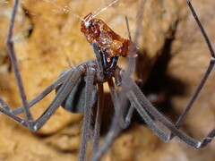 Hickmania troglodytes