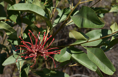 Grevillea decora decora