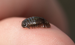 Gnorimosphaeroma rayi