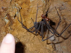 Hickmania troglodytes