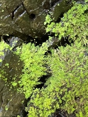 Aulacomnium androgynum