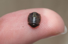 Gnorimosphaeroma rayi