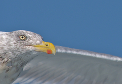 Larus argentatus