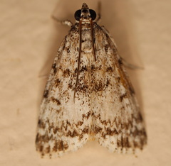 Phenacodes aleuropa