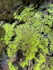 Aulacomnium androgynum