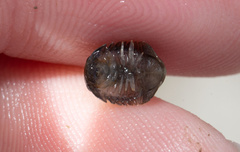 Gnorimosphaeroma rayi