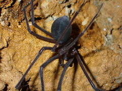 Hickmania troglodytes