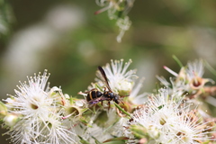 Lasioglossum peraustrale