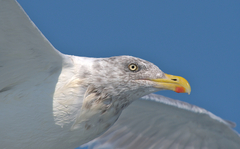 Larus argentatus