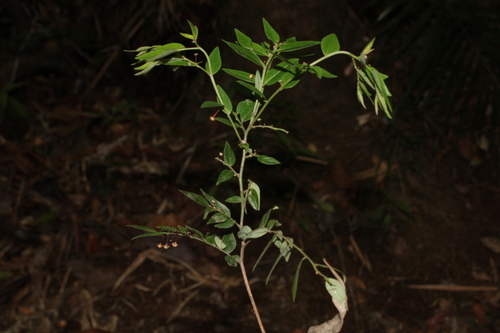 Phyllanthus acutifolius, 2022-11-18