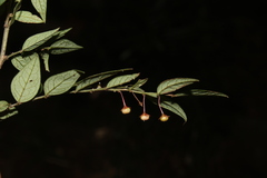 Phyllanthus acutifolius