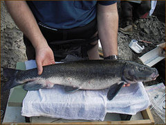 Lost River Sucker photo 1