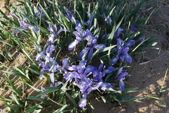 Iris lactea biglumis