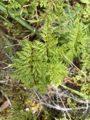 Cheilanthes sieberi