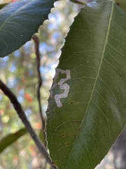 Stigmella heteromelis