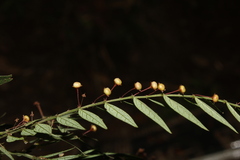 Phyllanthus acutifolius