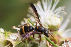 Lasioglossum peraustrale