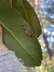 Stigmella heteromelis