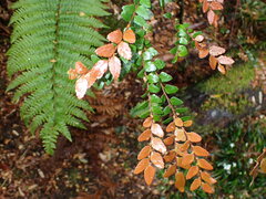 Nothofagus cunninghamii