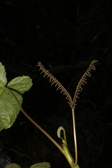 Dorstenia ramosa