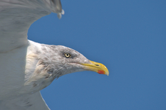 Larus argentatus