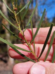 Acacia elongata
