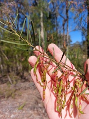 Acacia elongata